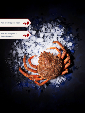 Araignée Femelle vivante