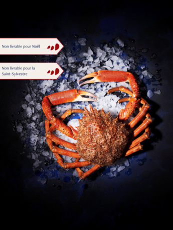 Araignée Mâle vivante