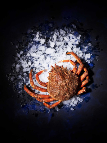 Araignée Femelle vivante