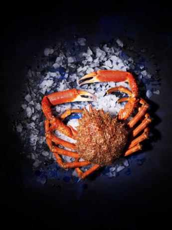 Araignée Mâle vivante