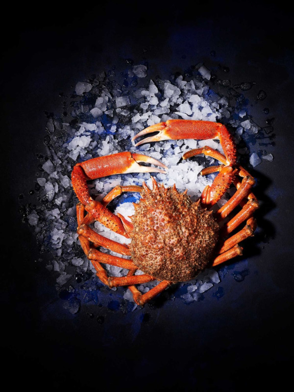 Araignée Mâle vivante