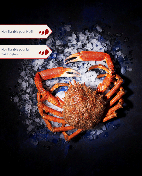 Araignée Mâle vivante