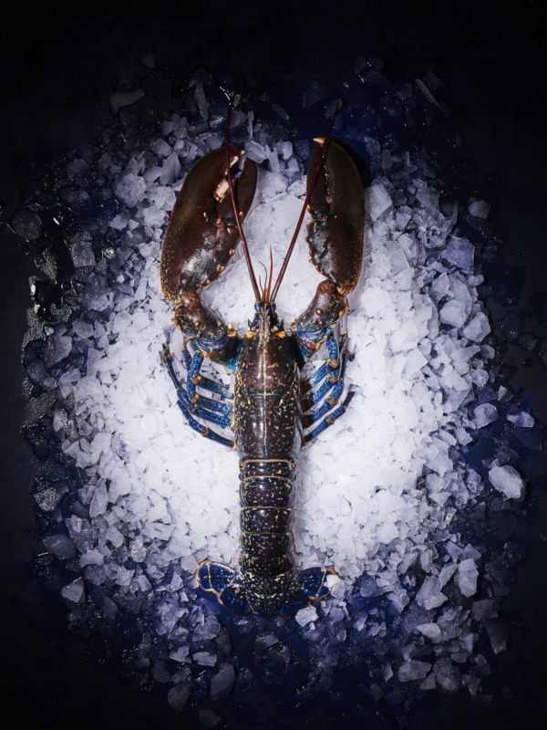 Homard vivant Livraison à domicile La perle de Marie Jo