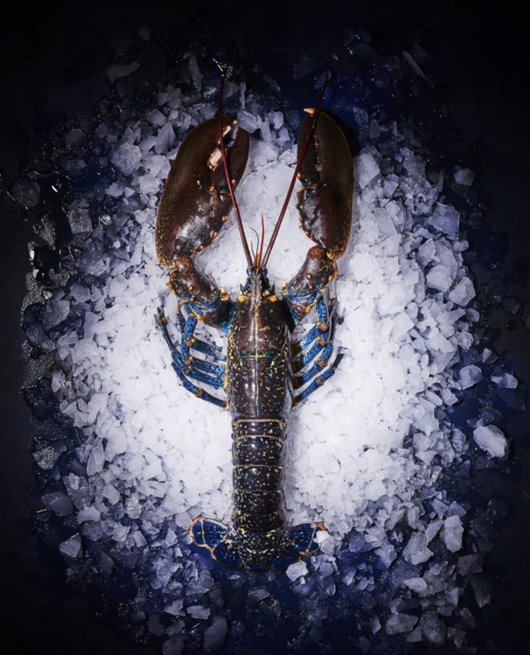 Homards vivant-Pièce entre 400g et 600g