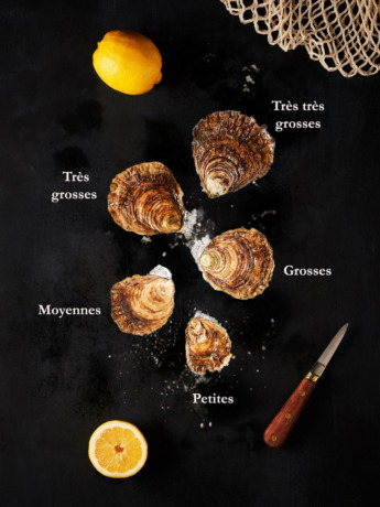 Huîtres Plates moyennes