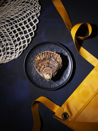 Huîtres plates très très grosses