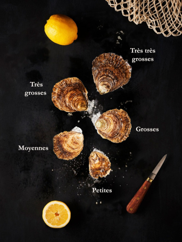 Huîtres Plates moyennes