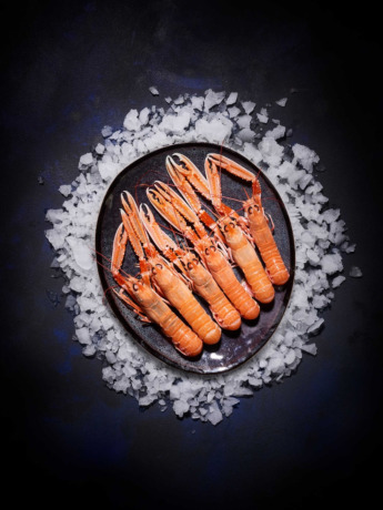 Langoustines vivantes grosses