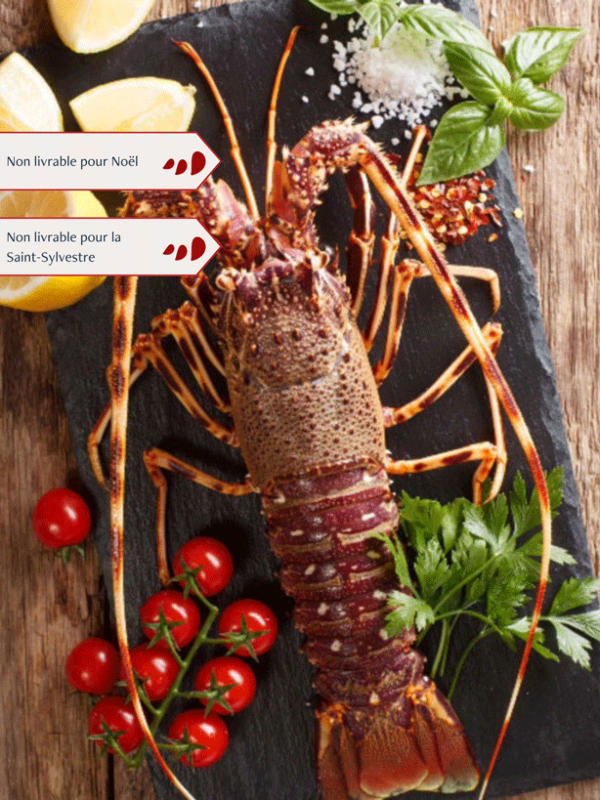 Langouste royale vivante