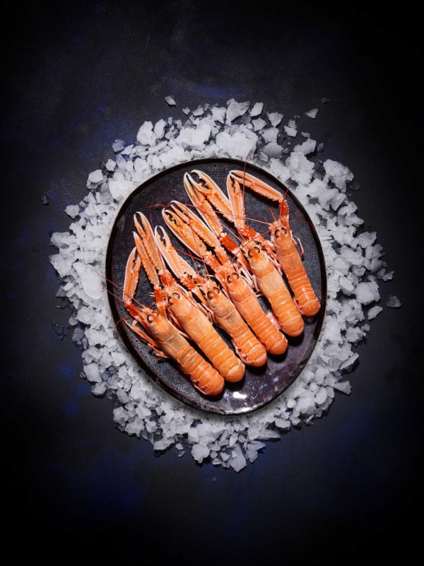 Langoustines vivantes grosses
