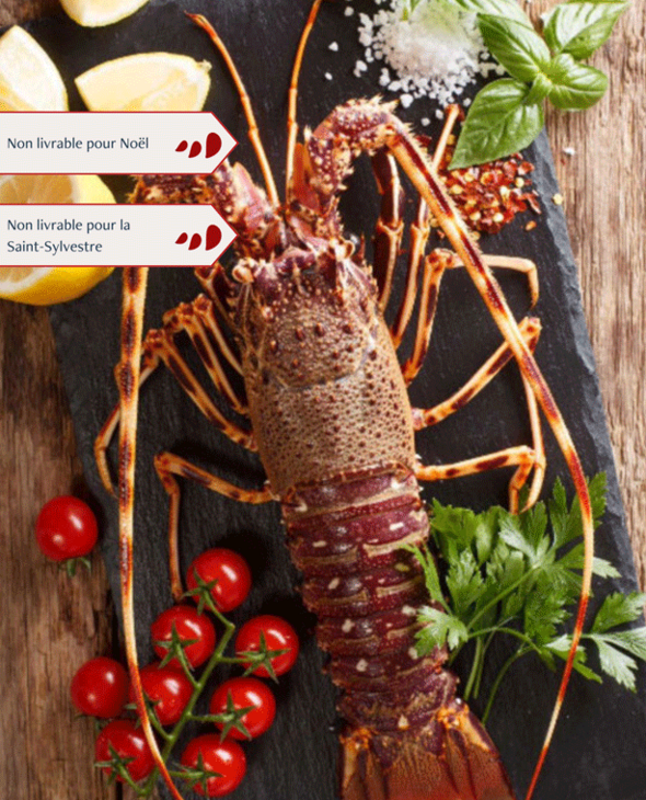 Langouste royale vivante