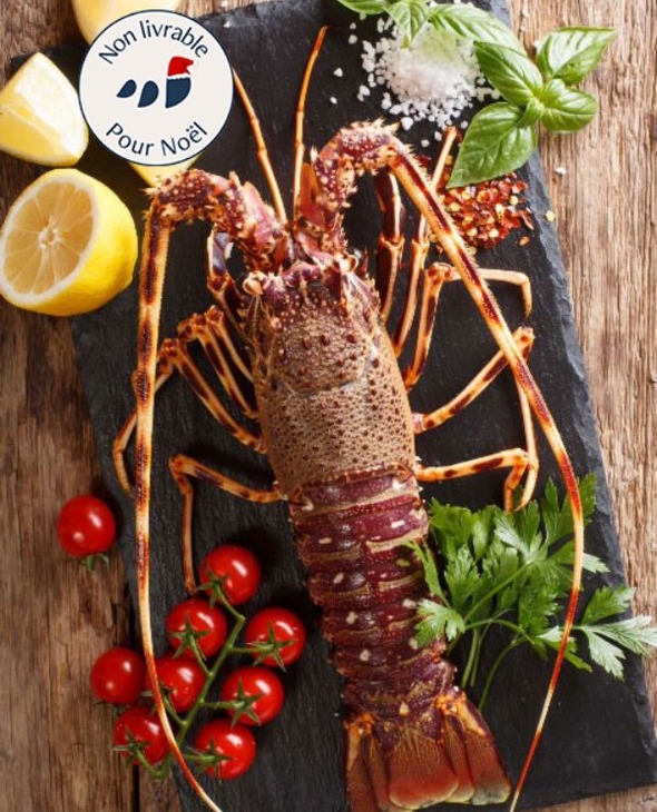 Langouste royale vivante