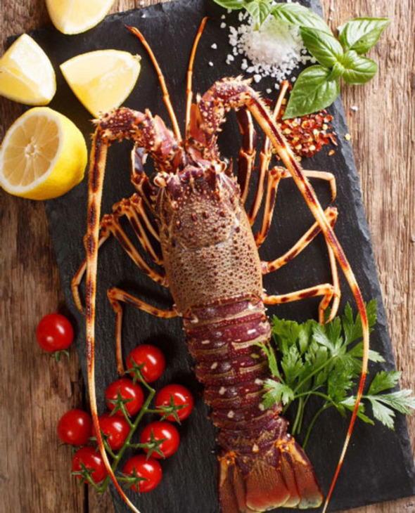 Langouste royale vivante