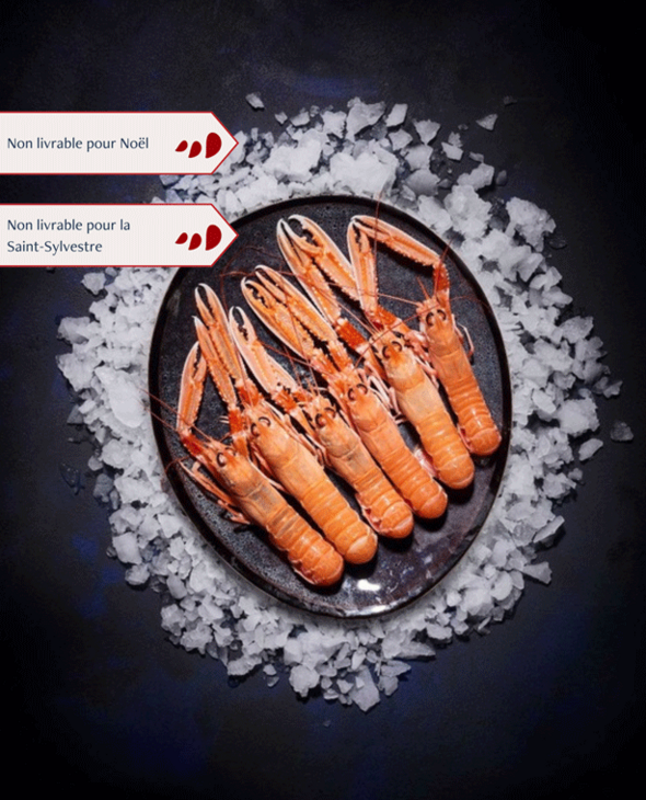 Langoustines vivantes grosses