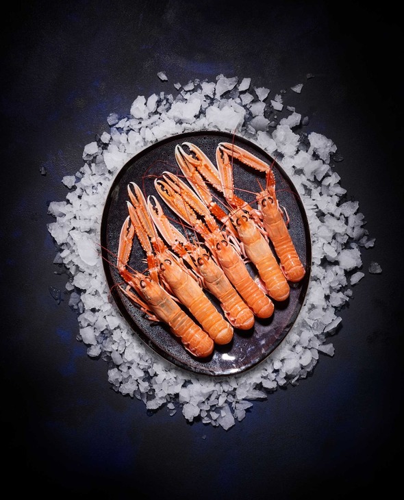 Langoustines vivantes grosses