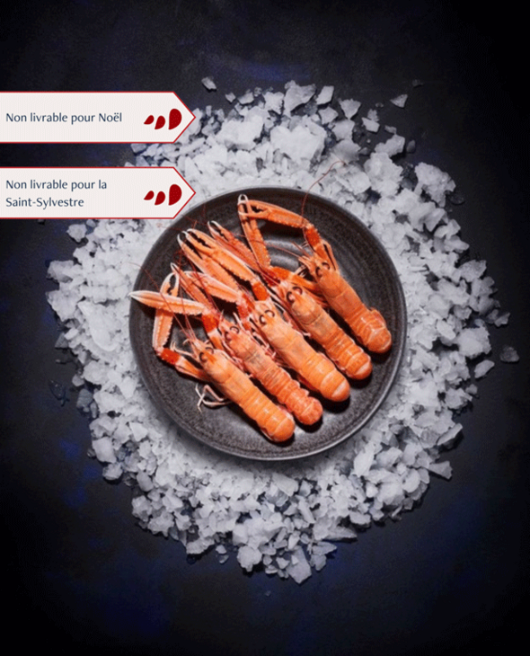 Langoustines moyennes vivantes