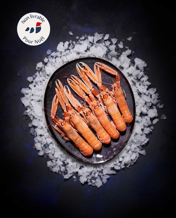Langoustines vivantes grosses